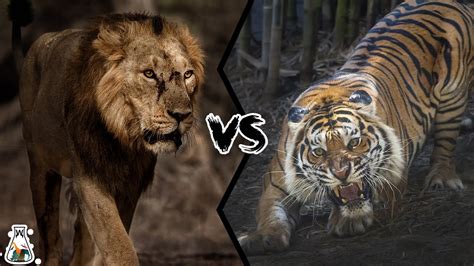 Asiatic Lion Vs Bengal Tiger Who Is The King Of Asia Youtube