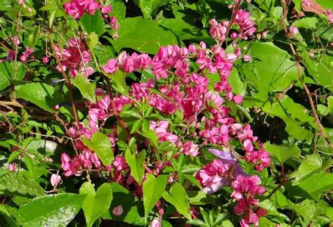How To Grow And Care For Coral Vine Plants Mexican Creeper A
