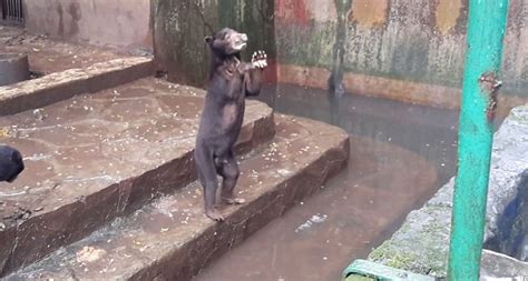 Footage Of Starved Sun Bears In Indonesian Zoo Spark Social Media Outrage