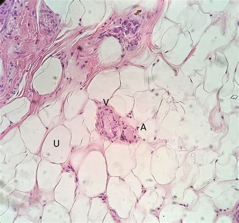Venule 20x Histology