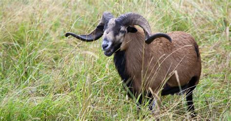 American Blackbelly Sheep Breed Information History And Facts