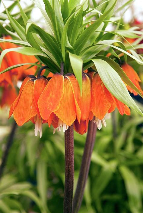 Fritillaria Imperialis Rubra Photograph By Adrian Thomasscience