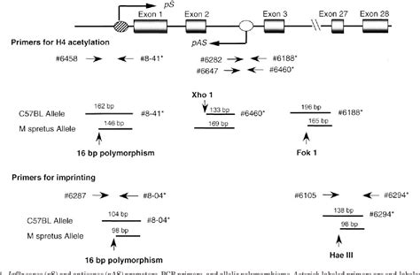 Figure 1 From Allele Specific Histone Acetylation Accompanies Genomic