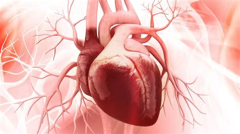 Corazón 7 Datos Sobre Este órgano Que Debes Conocer
