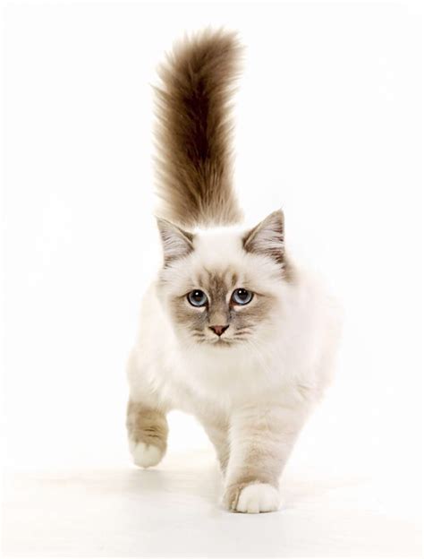 Pin By 𝕬𝖓𝖓𝖒𝖆𝖗𝖎𝖊 ☽ On Chanel Siamese Cats Facts Birman Cat Cat Facts