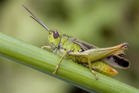 Grasshopper adds a business line and virtual phone system to your personal phone, starting at $26/mo. Wonderful Information About the Habitat of Grasshoppers ...