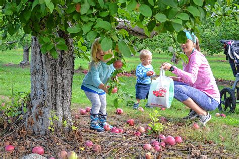 Apple picking is a tradition not to be skipped | The Concord Insider