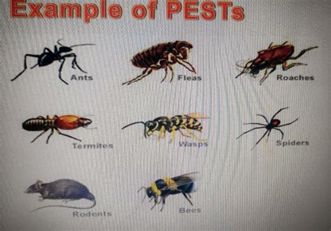 What is the best pest control for ants. MPD 3233 VECTOR AND PEST CONTROL: Vector And Pest Management