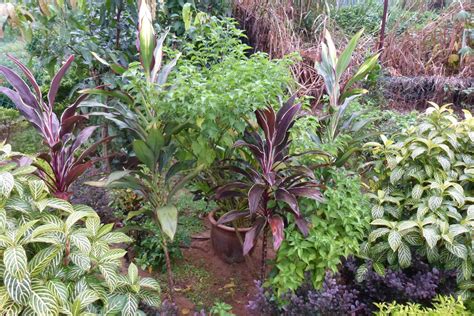 Bukan semua pokok senang hidup dalam rumah di malaysia. Greenfingers: Pokok dan Bunga di Laman