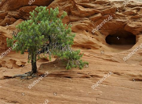 Utah Juniper Juniperus Osteosperma Sandstone Cave Editorial Stock Photo