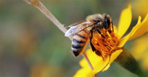 las abejas son muy importantes y te explicamos por qué
