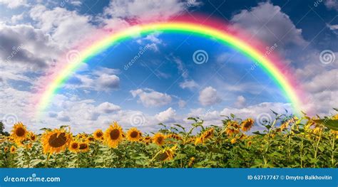 Big Field Sunflowers And Rainbow Stock Image Image Of Field