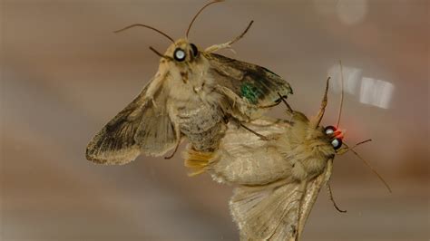 Moth Females Use Scent Proximity To Attract Mates