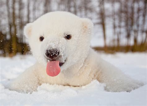 13 Adorables oseznos polares para celebrar el Día Internacional del Oso