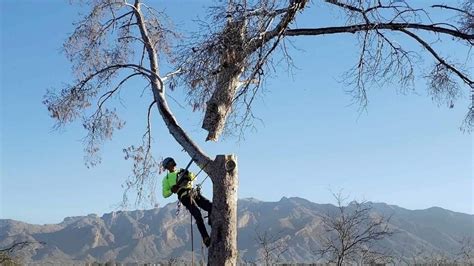 Check spelling or type a new query. Check out the Branching Out Tree Service Reviews from our ...