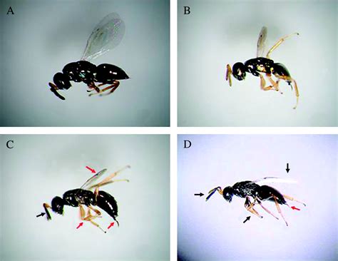 No Patrigenes Required For Femaleness In The Haplodiploid Wasp Nasonia