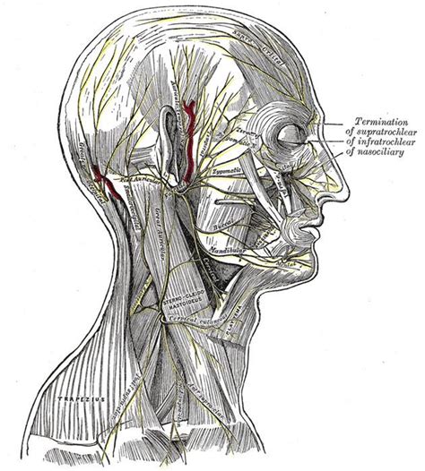 Supraclavicular Nerves Alchetron The Free Social Encyclopedia