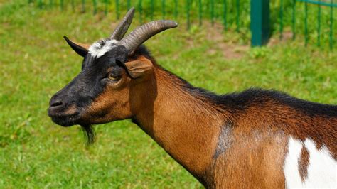 Beginilah aksi dari kambing kambing tangguh di italia yang mampu memanjat dan berlarian di tembok sebuah bendungan. Ini Keberkahan Hewan Qurban Kambing Menurut Para Ulama ...