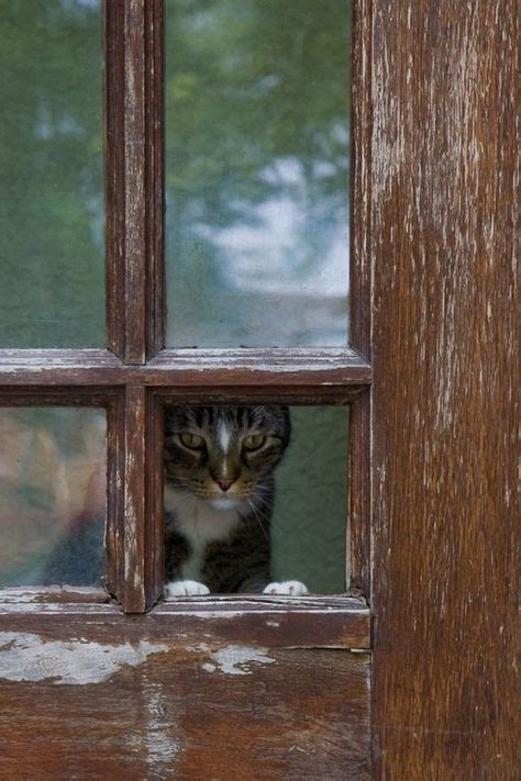 9 Cats In The Windowdoorway Ideas In 2021 Cats Cat Window I Love Cats