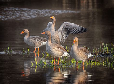 Four Greylag Geese Resting In A Pond Stan Schaap PHOTOGRAPHY
