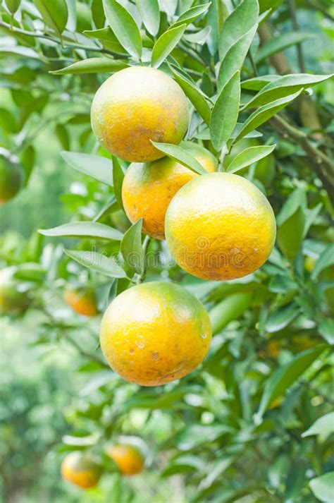 Orange Tree Stock Image Image Of Environment Citrus 35418345