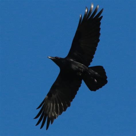 Compare Crow And Raven Pajarito Environmental Education Center