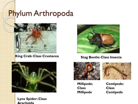 Ppt Phylum Arthropoda Station 7 Powerpoint Presentation Free