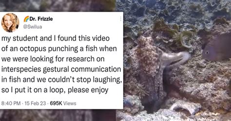 Hilarious Video Of An Octopus Punching A Fish For No Reason Goes Viral