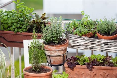 9 Best Balcony Garden Herbs You Can Grow Easily India Gardening