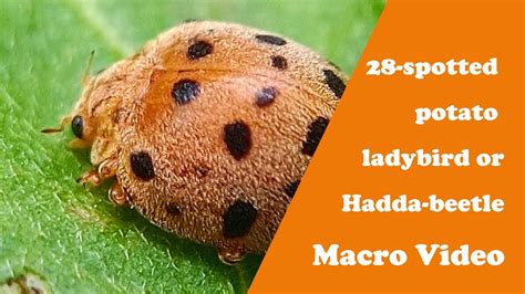 28 Spotted Potato Ladybird Or Hadda Beetle Macro Video பொட்டு வண்டு
