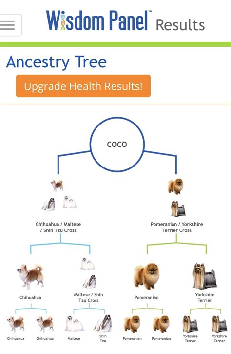 Pin By Catherine Cohen On Pooches Ancestry Tree Chihuahua Pooch