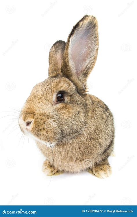 Rabbit Isolated On White Stock Photo Image Of Natural 123820472