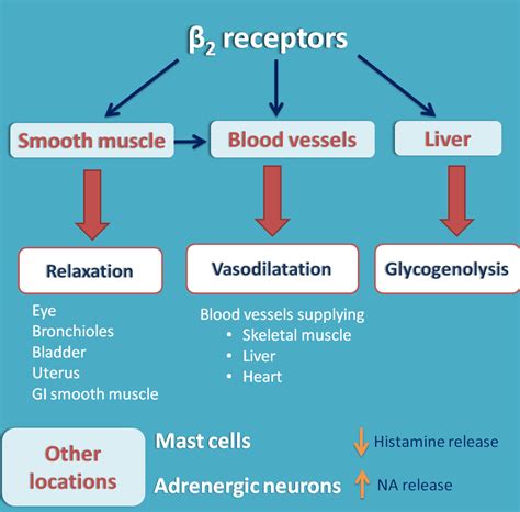 Beta Adrenergic Receptors