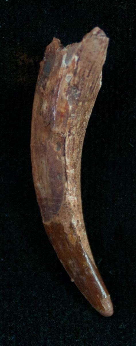130 Pterosaur Tooth Tegana Formation 7179 For Sale