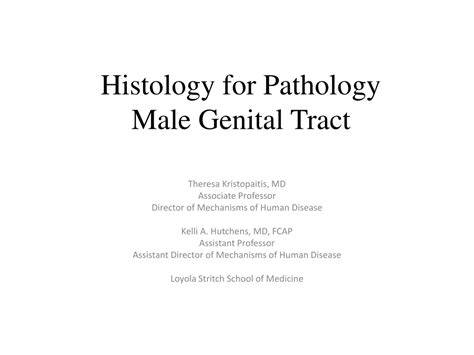 Ppt Histology For Pathology Male Genital Tract Powerpoint