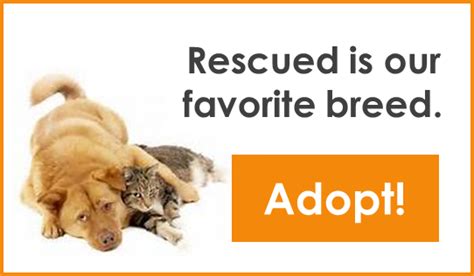In order to be considered as a suitable adopter, we require the following: Why Adopt?