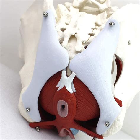 Buy Medical Anatomicalmode Educational Model Life Size Female Pelvis