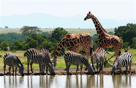 Exploring The Natural Wonders Of Kenya Bunnik Tours