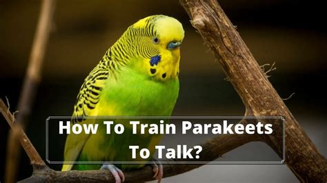 All About What Parakeets Can Talk Which Parakeets Talk Birds News