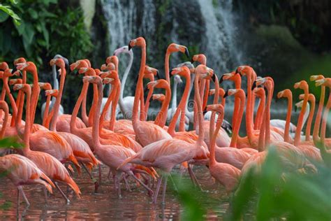 Flock Of Pink Flamingos Stock Photo Image Of Outdoor 77893368