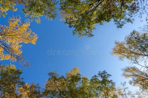 Beautiful Natural Frame From Autumn Yellowing Trees Blue Sky Through