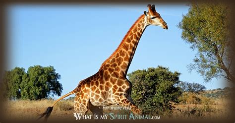 Giraffe Symbolism And Meaning Spirit Totem And Power Animal
