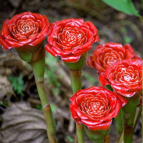 The Latest Dirt From My Garden Ornamental Rose Of Siam Ginger