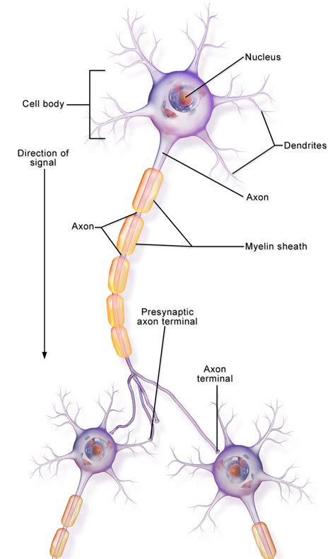 Difference Between Axon And Dendrite Definition Characteristics
