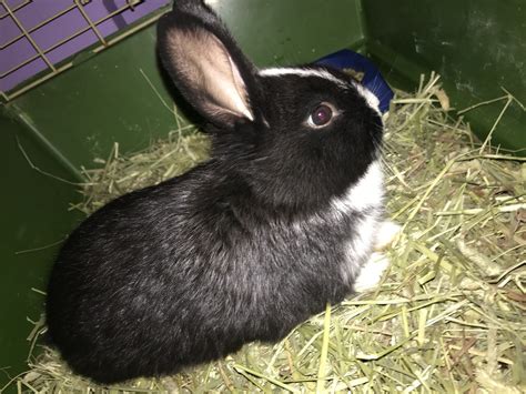 Lionheadrabbitcare.com is supported by its readers. American Fuzzy Lop Rabbits For Sale | Baltimore, MD #344273