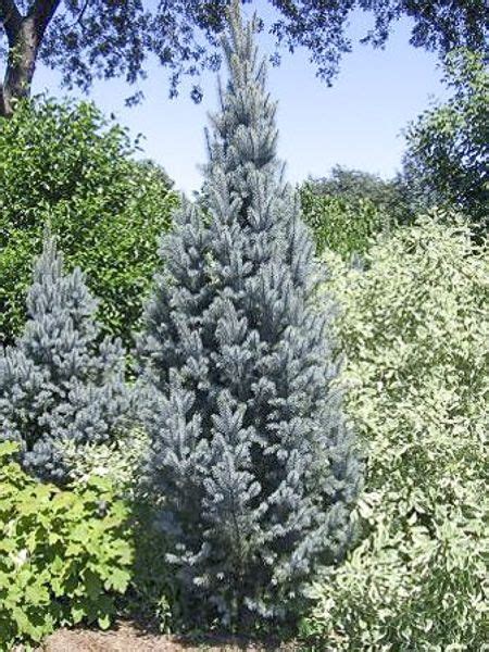 Sapin Bleu Epicéa Du Colorado Iseli Fastigiate Picea Pungens