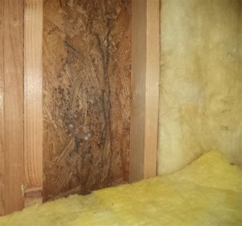 What does black mold look like? Allergy Mold Spore Count ............Indoor Vs. Outdoor Mold