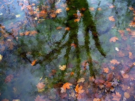 Free Images Tree Nature Leaf Flower Pond Reflection Peaceful Autumn Calm Season