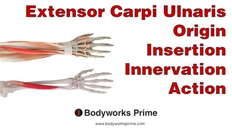 Extensor Carpi Ulnaris Anatomy YouTube