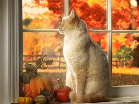 Autumn Cat Wallpaper Wild Tigress Young Animals Carnivore Zoo Leaves